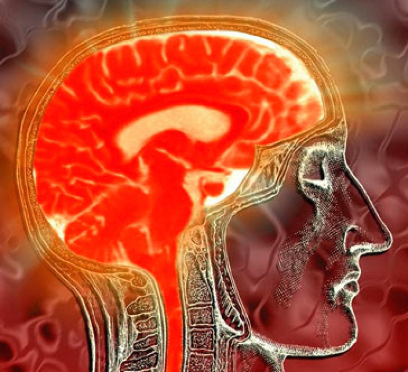 « Le cerveau est encore plus intelligent qu’on ne le pense »