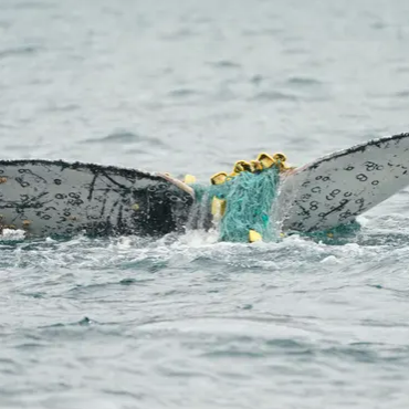 Une jeune baleine à bosse enchevêtrée dans des filets de pêche dans l'Antarctique